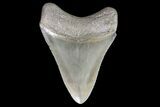Serrated, Lower Megalodon Tooth - Georgia #76483-4